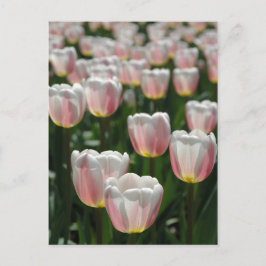 Postal Tulipanes rosados plateados