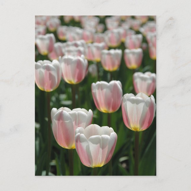 Postal Tulipanes rosados plateados (Anverso)