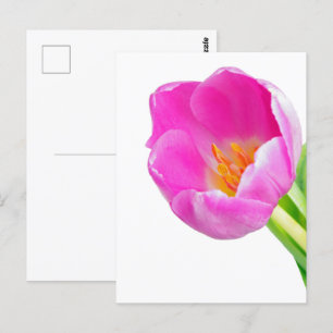 Postal Tulipanes rosados sobre blanco