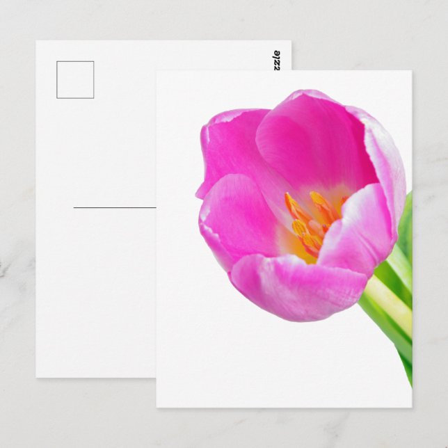 Postal Tulipanes rosados sobre blanco (Anverso / Reverso)