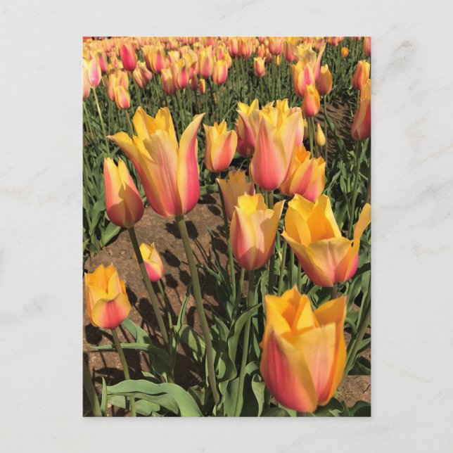 Postal Tulipanes rosados y amarillos (Anverso)