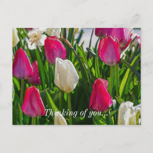 Postal Tulipanes Rosados Y Blancos Pensando En Ti