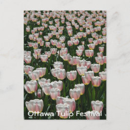 Postal Tulipanes rosados y plateados