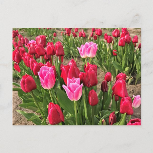 Postal Tulipanes rosados y rojos (Anverso)