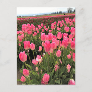 Postal Tulipanes rosados y rojos en un campo, Oregón