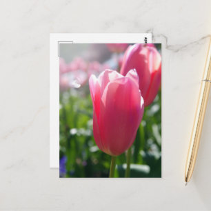 Postal Tulipanes rosas