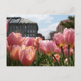 Postal Tulipanes rosas en Boston