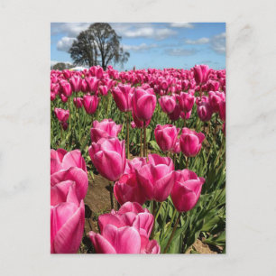 Postal Tulipanes rosas en un campo, Oregón