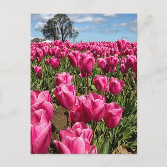 Postal Tulipanes rosas en un campo, Oregón (Anverso)