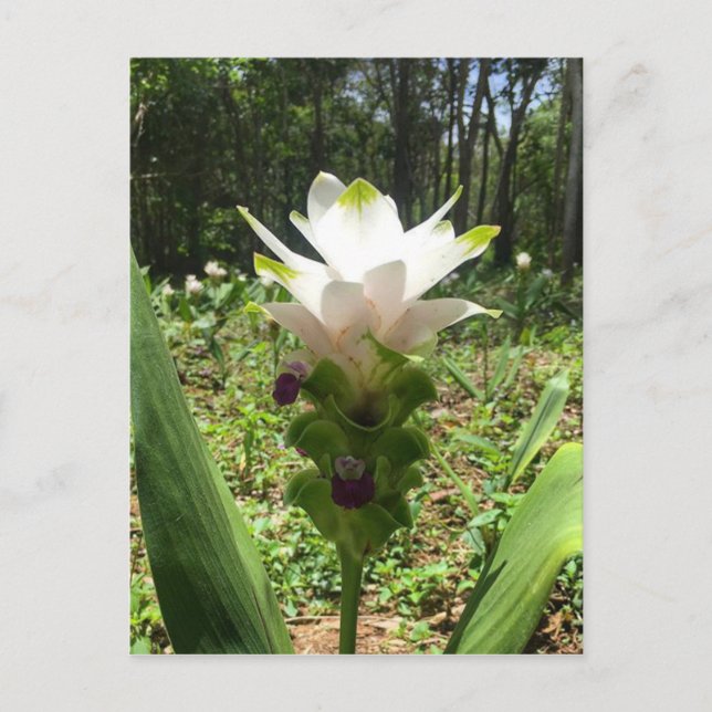 Postal Tulipanes tailandeses, flores de Tailandia (Anverso)