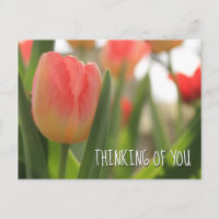 Tulipanes variegados rosados y rojos en verde