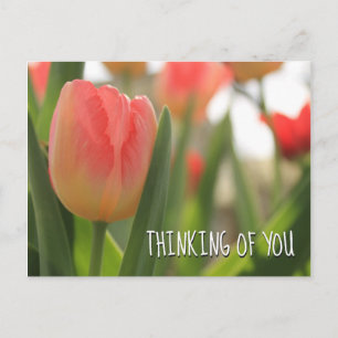 Postal Tulipanes variegados rosados y rojos en verde