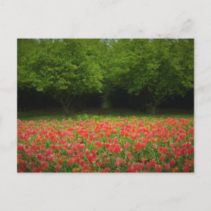 Postal Tulipanes y árboles