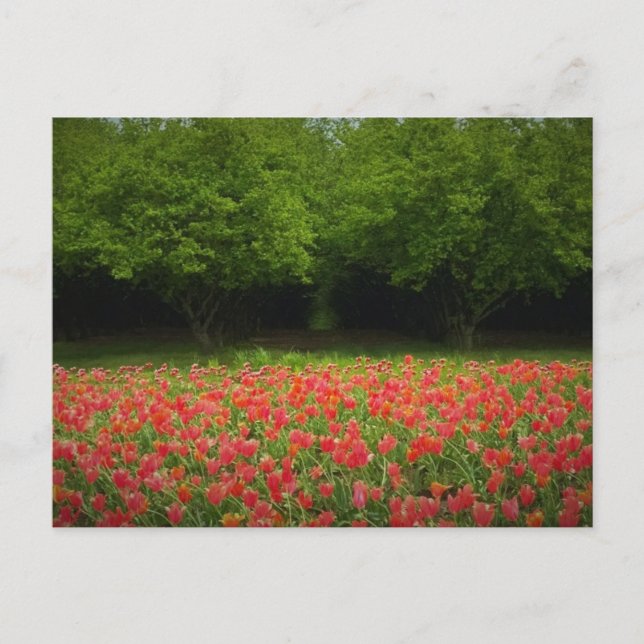 Postal Tulipanes y árboles (Anverso)
