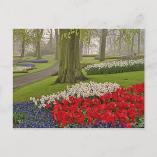 Postal Tulipanes y narcisos, Jardines Keukenhof,