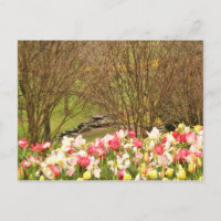 tulipano/árboles