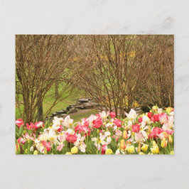 Postal tulipano/árboles
