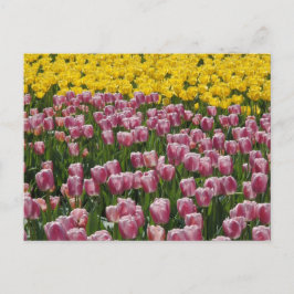 Postal Tulipanos