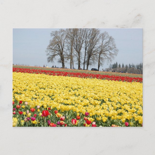Postal Tulipanos (Anverso)