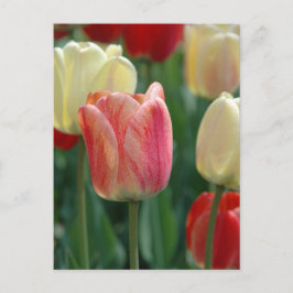 Postal Tulipanos