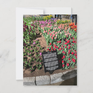 Postal Tulipanos