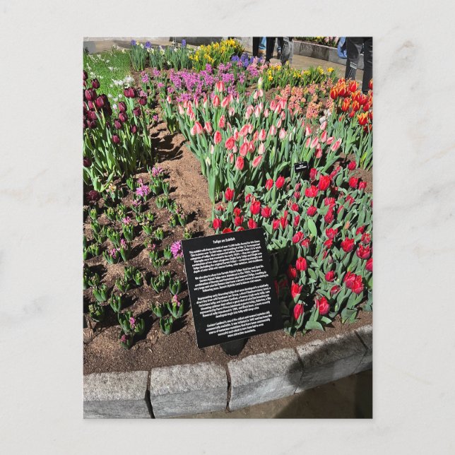 Postal Tulipanos (Anverso)