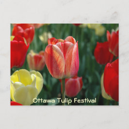 Postal Tulipanos