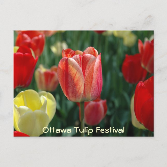Postal Tulipanos (Anverso)