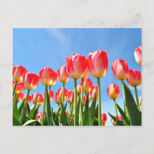 Postal Tulipanos