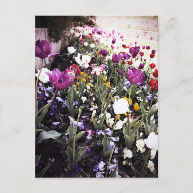 Postal Tulipanos (Anverso)