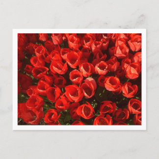 Postal Tulipanos