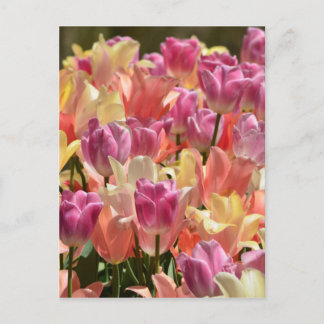 Postal Tulipanos #2