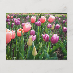 Postal Tulipanos de bonito