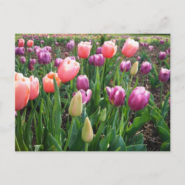 Postal Tulipanos de bonito (Anverso)