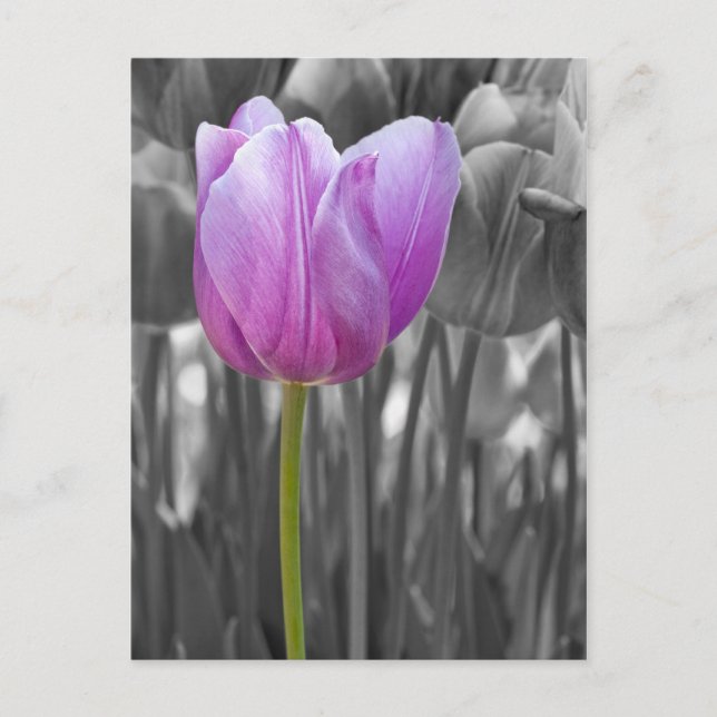 Postal Tulipón morado de primavera en blanco y negro (Anverso)