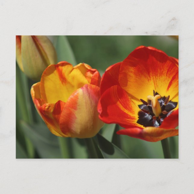 Postal Tulips (Anverso)