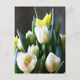 Postal Tulips