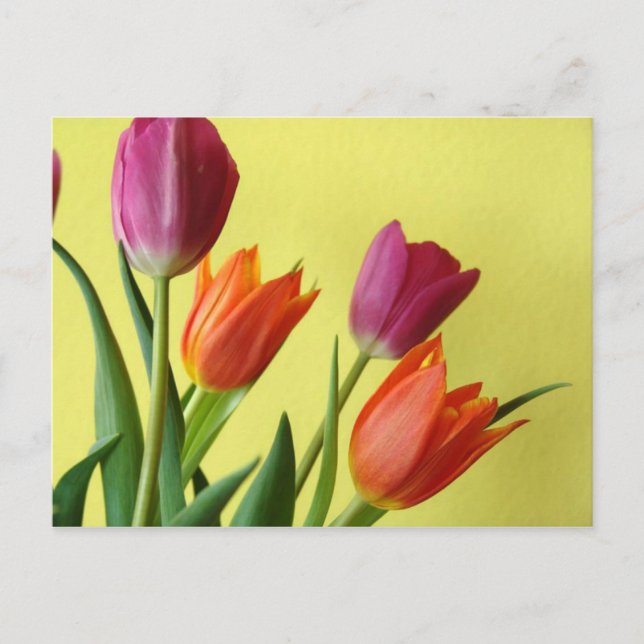 Postal Tulips (Anverso)