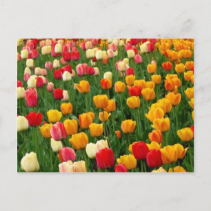 Postal Tulips 5