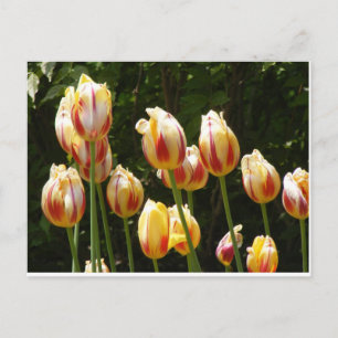 POSTAL TULIPS CON COLORES MÚLTIPLES
