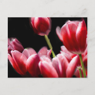POSTAL TULIPS DE COLOR ROSA