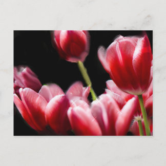 POSTAL TULIPS DE COLOR ROSA
