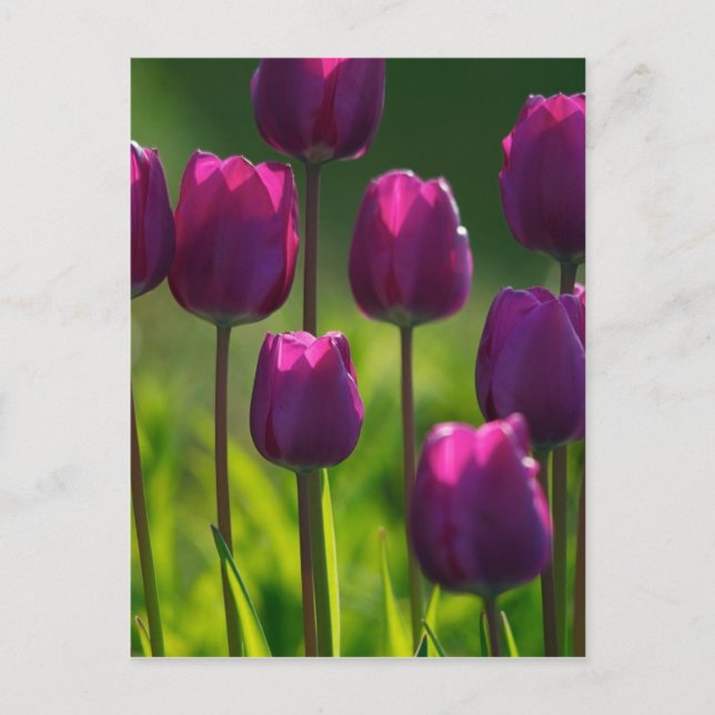 POSTAL TULIPS DE PURPLE VIBRANTE (Anverso)