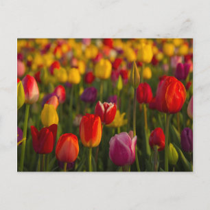 Postal Tulips, Festival de Tulipanes, Woodburn, Oregón, E