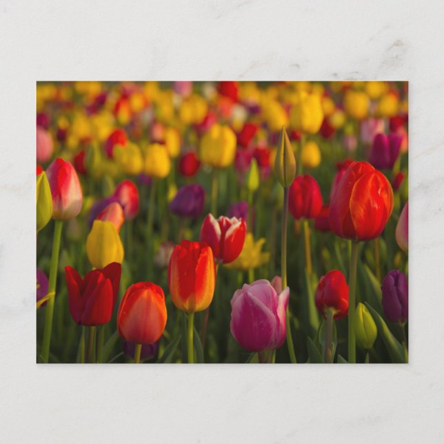 Postal Tulips, Festival de Tulipanes, Woodburn, Oregón, E (Anverso)