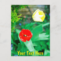 Tulips personalizables