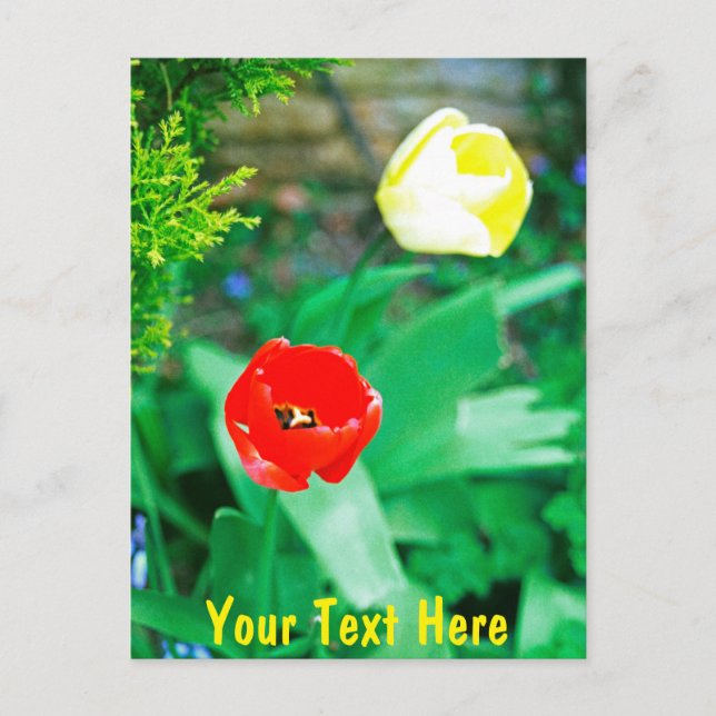 Postal Tulips personalizables (Anverso)