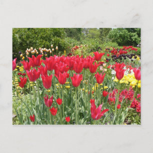 POSTAL TULIPS ROJOS