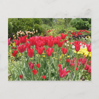 POSTAL TULIPS ROJOS