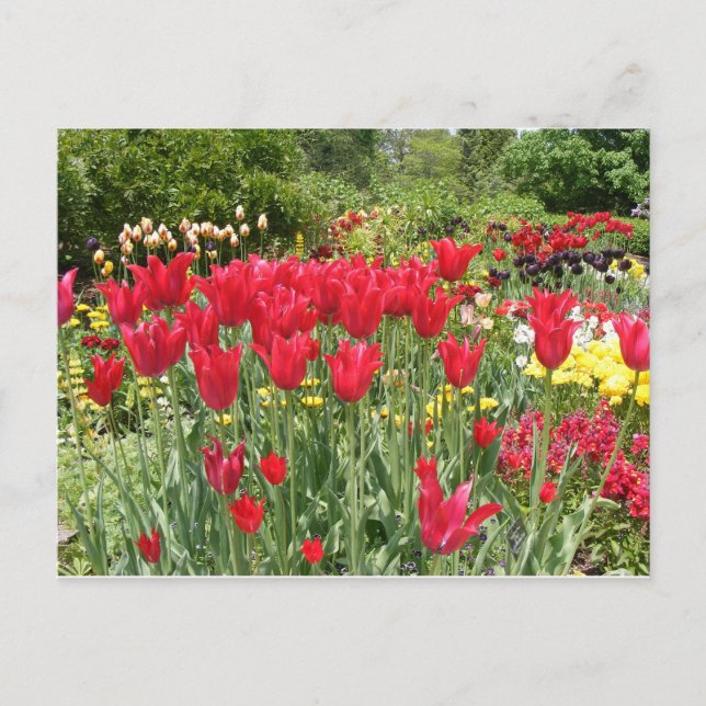 POSTAL TULIPS ROJOS (Anverso)